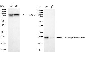 Western blotting analysis using CGRP receptor component antibody (ABIN7798027). (Recombinant CRCP anticorps)