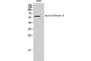 Western Blotting (WB) image for anti-Arylsulfatase K (ARSK) antibody (ABIN3173904) (Arylsulfatase K anticorps)