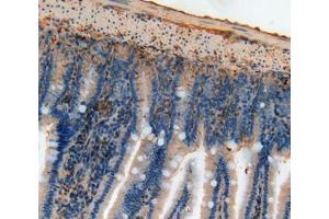 IHC-P analysis of intestine tissue, with DAB staining. (Annexin V anticorps  (AA 1-319))