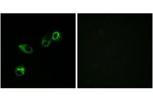 Immunofluorescence (IF) image for anti-Chemokine (C-C Motif) Receptor-Like 1 (CCRL1) (AA 291-340) antibody (ABIN2889895) (CCRL1 anticorps  (AA 291-340))