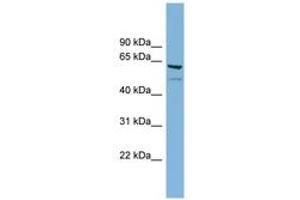 Image no. 1 for anti-Chromosome 7 Open Reading Frame 43 (C7orf43) (AA 503-552) antibody (ABIN6744140) (C7orf43 anticorps  (AA 503-552))