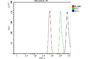 Flow Cytometry analysis of U87 cells using anti-DCK antibody (ABIN5693016). (DCK anticorps  (AA 17-260))