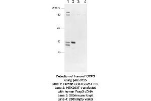Image no. 1 for anti-Forkhead Box P3 (FOXP3) (C-Term) antibody (ABIN363444) (FOXP3 anticorps  (C-Term))