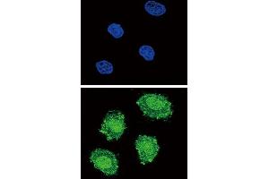 Immunofluorescence (IF) image for anti-Suppressor of Cytokine Signaling 1 (SOCS1) antibody (ABIN5024331) (SOCS1 anticorps)