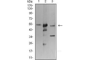 Western blot analysis using ATG3 mouse mAb against K562 (1), Hela (2), and THP-1 (3) cell lysate. (ATG3 anticorps  (AA 1-100))