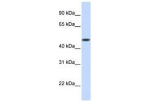 GLT8D1 抗体  (AA 288-337)
