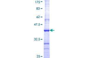 Image no. 1 for Cereblon (CRBN) (AA 343-442) protein (GST tag) (ABIN1350281)