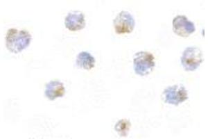 Immunocytochemistry of FLIP in 3T3 cells with AP30340PU-N FLIP antibody at 5 μg/ml.