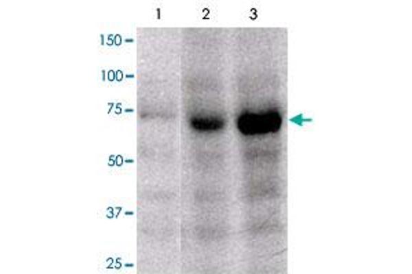 FOXP4 antibody  (C-Term)