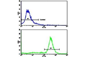 Flow cytometric analysis of ATDC5 cells using PHB polyclonal antibody (bottom histogram) compared to a negative control cell (top histogram). (Prohibitin anticorps  (AA 99-129))