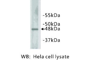 Image no. 1 for anti-Cyclin E2 (CCNE2) antibody (ABIN1112804) (Cyclin E2 anticorps)