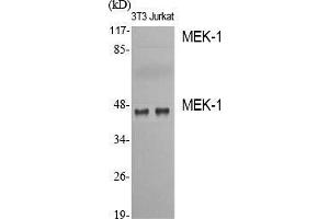 Western Blot (WB) analysis of specific cells using MEK-1 Polyclonal Antibody. (MEK1 anticorps  (Thr38))