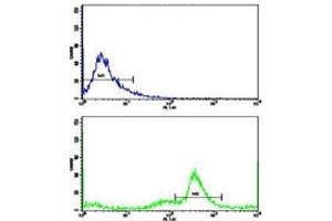 Flow cytometric analysis of MDA-231 cells using C5 antibody (green) compared to a negative control (blue).