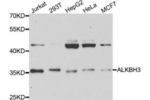 Western blot analysis of extracts of various cell lines, using ALKBH3 antibody (ABIN5973424) at 1/1000 dilution. (ALKBH3 anticorps)