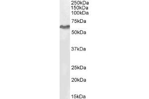 ABIN184953 (2µg/ml) staining of HeLa cell lysate (35µg protein in RIPA buffer). (TRIM55 anticorps  (C-Term))