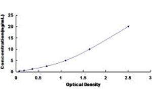 Cysteinyl Leukotriene Receptor 2 (CYSLTR2) ELISA Kit