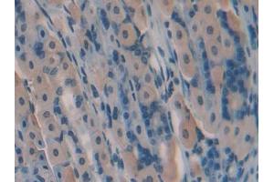 IHC-P analysis of Mouse Stomach Tissue, with DAB staining.