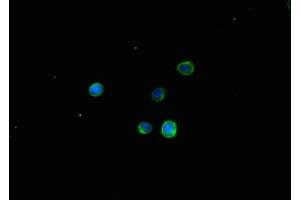 Immunofluorescent analysis of HepG2 cells using ABIN7171870 at dilution of 1:100 and Alexa Fluor 488-congugated AffiniPure Goat Anti-Rabbit IgG(H+L) (TSPAN32 anticorps  (AA 111-202))