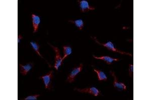 Immunofluorescence analysis of SCF antibody and HeLa cells. (KIT Ligand anticorps  (AA 244-273))