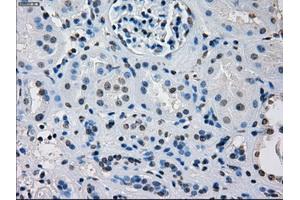 Image no. 7 for anti-Interferon Regulatory Factor 3 (IRF3) antibody (ABIN1498899) (IRF3 anticorps)
