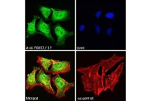 ABIN185049 Immunofluorescence analysis of paraformaldehyde fixed HeLa cells, permeabilized with 0.