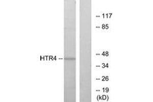 Western blot analysis of extracts from NIH-3T3 cells, using HTR4 Antibody. (Serotonin Receptor 4 anticorps  (AA 141-190))