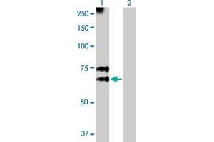 Western Blot analysis of MGAT3 expression in transfected 293T cell line by MGAT3 MaxPab polyclonal antibody. (MGAT3 anticorps  (AA 1-533))