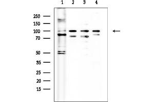 anti-Kinase Suppressor of Ras 2 (KSR2) (Internal Region) antibody