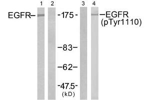 Western blot analysis of extracts from A431 cells untreated or treated with EGF (200ng/ml, 5min), using EGFR (Ab-1110) antibody (E021256, Lane 1 and 2) and EGFR (phospho-Tyr1110) antibody (E011264, Lane 3 and 4). (EGFR anticorps  (pTyr1110))
