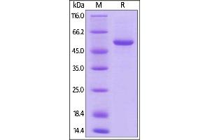 Biotinylated Human 4-1BB Ligand, Fc,Avitag on  under reducing (R) condition.