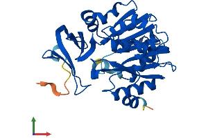 AlphaFold protein structure predicition of Human Recombinant SRM Protein, UniprotID P19623