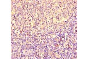 Immunohistochemistry of paraffin-embedded human tonsil tissue using ABIN7154168 at dilution of 1:100