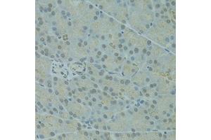 Immunohistochemistry of paraffin-embedded rat pancreas using IVNS1ABP antibody (ABIN1873334) at dilution of 1:100 (40x lens). (IVNS1ABP anticorps)