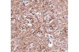 Immunohistochemistry of IL-16 in mouse brain tissue with IL-16 antibody at 2. (IL16 anticorps  (N-Term))