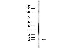 anti-Cytokine-Like 1 (CYTL1) antibody