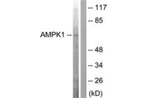 Western Blotting (WB) image for anti-SNF1A/AMP-Activated Protein Kinase (SNF1A) (AA 140-189) antibody (ABIN2888561) (AMPK alpha anticorps  (AA 140-189))