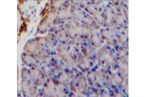Used in DAB staining on fromalin fixed paraffin-embedded Pancreas tissue
