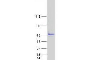 Validation with Western Blot