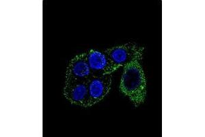 Confocal immunofluorescent analysis of CYP2S1 Antibody (C-term) Cat.