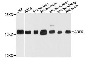 Western blot analysis of extracts of various cell lines, using ARF5 antibody. (ARF5 anticorps  (AA 1-180))