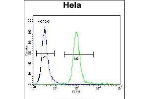 Flow cytometric analysis of Hela cells (right histogram) compared to a negative control cell (left histogram). (MFGE8 anticorps  (C-Term))