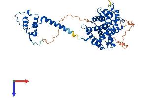 AlphaFold protein structure predicition of Human Recombinant THRB Protein, UniprotID P10828