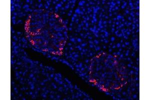 IF analysis of Prealbumin using anti-Prealbumin antibody (ABIN3042346). (TTR anticorps  (AA 21-147))