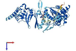 AlphaFold protein structure predicition of Mouse Recombinant Cct3 Protein, UniprotID P80318