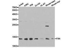 Western Blotting (WB) image for anti-Frataxin (FXN) antibody (ABIN1872751)
