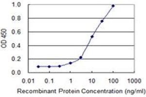 anti-Homeobox D4 (HOXD4) (AA 1-62) antibody
