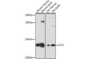 Western blot analysis of extracts of various cell lines using CKLF Polyclonal Antibody at dilution of 1:1000. (CKLF anticorps)