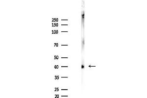 anti-Casein Kinase 1, alpha 1 (CSNK1A1) (pTyr294) antibody