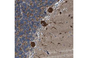 Immunohistochemical staining (Formalin-fixed paraffin-embedded sections) of human celebellum with TOMM70A polyclonal antibody  shows strong cytoplasmic positivity in Purkinje cells, cells in the granular and molecular layer. (TOM70 anticorps  (AA 383-512))