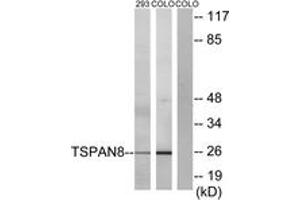 Western blot analysis of extracts from 293/COLO cells, using TSPAN8 Antibody. (Tspan-8 anticorps  (AA 96-145))